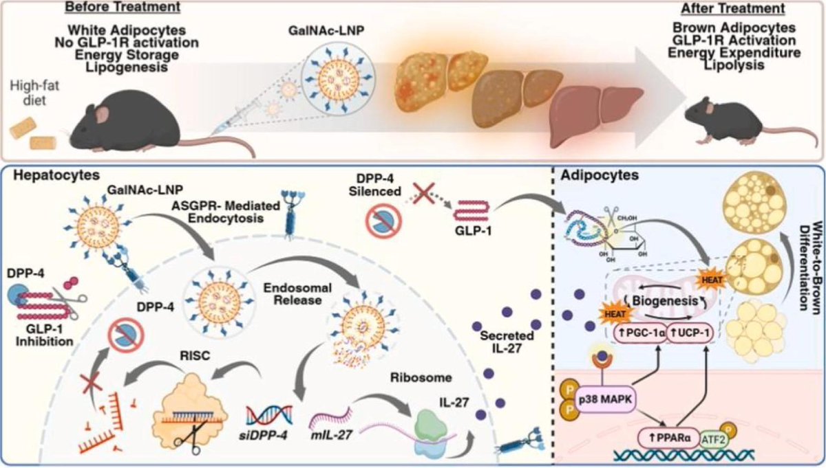 A combinatorial siRNA and mRNA approach for obesity treatment using targeting lipid nanoparticles.
| Xiaoyang Xu <a href="/NJIT/">NJIT</a> |
[50 days' free access]
#siRNA #mRNA #LipidNanoparticle #obesity 
kwnsfk27.r.eu-west-1.awstrack.me/L0/https:%2F%2…
