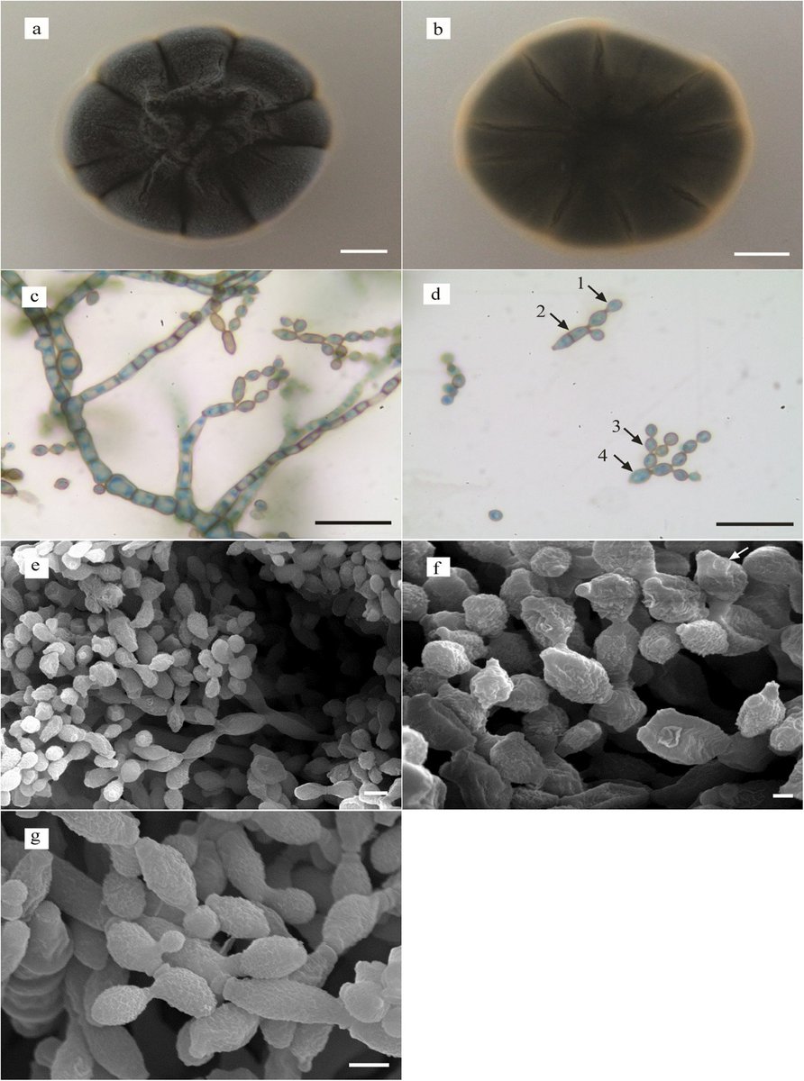 candee.cs tweet media