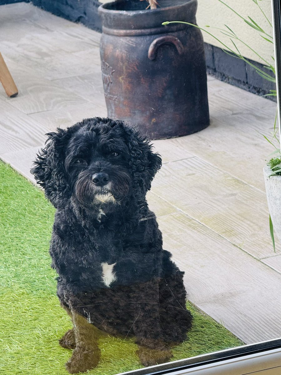 Vera_pooch's tweet image. Yes I think the rain is about to - well rain! Can you let me in please #Vera🐶
#DogsOnX
#TwinsiesOnTwitter
 #firstdayofsummer