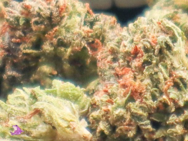 Sir_Porp's tweet photo. Strawberry Cough 🍓😷
THCA SMALL BUDS 

https://t.co/MWtZnvEQd1
🏷️ RWAP 

#photography #weedphotography #weed #thca #thcasmallbuds #strawberrycough #rwap https://t.co/XStCN9OPMs