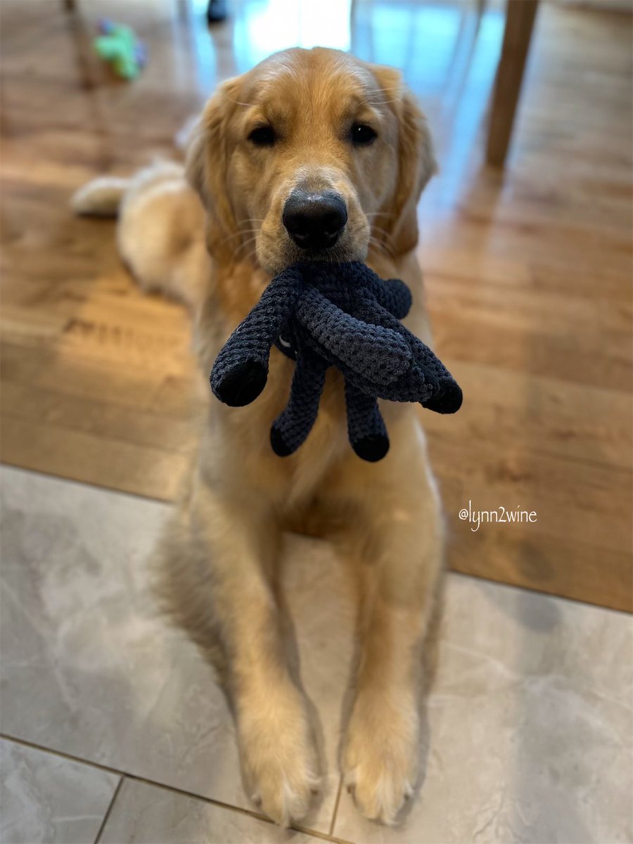 lynn2wine's tweet image. Sunday lesson by Murphy 📚📝📊
“Multitasking is the performance of doing more than one task at a time 🧮. Like being handsome 😉, octopus-ing 🐙 and inquiring about cookies 🍪”