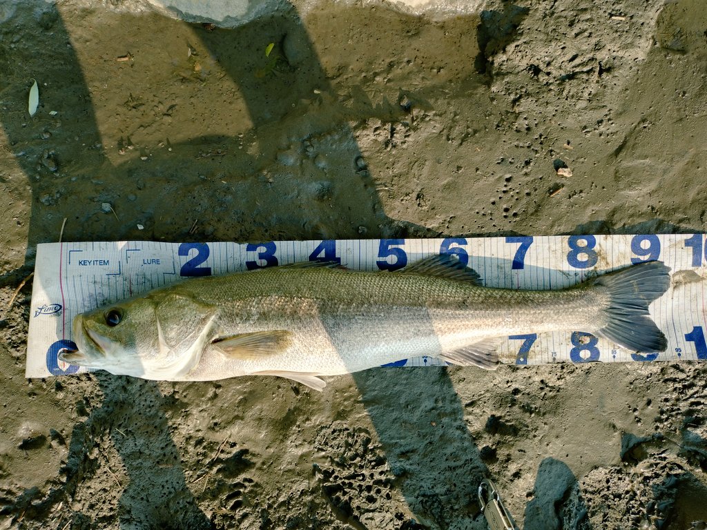 kem449211014803's tweet photo. 有明規格ランカーげっと!
トップのパワー💪
#c66
#cottoncordell
#trident130s
#shimano https://t.co/OyCYFBXnFV