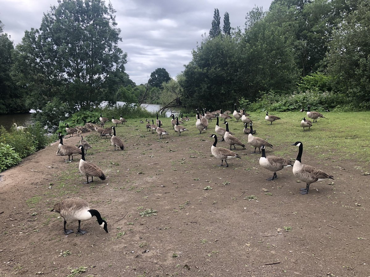Canada geese adults lots of goslings . 

A healing success !