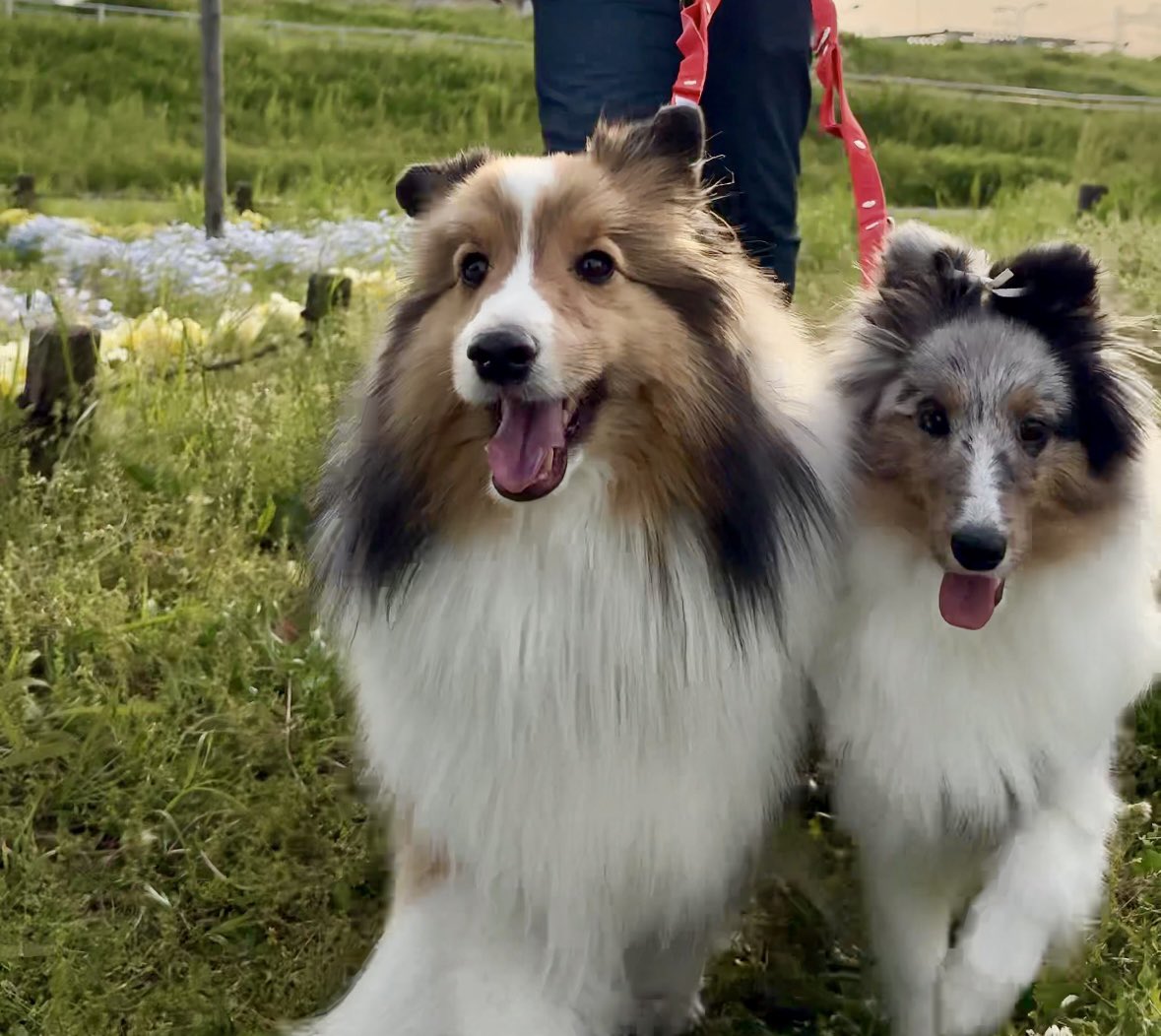 一緒に歩いてる時が一番いいお顔してるね！
#シェルティの日
#シェルティの日2025
#internationalsheltieday
#internationalsheltieday2025