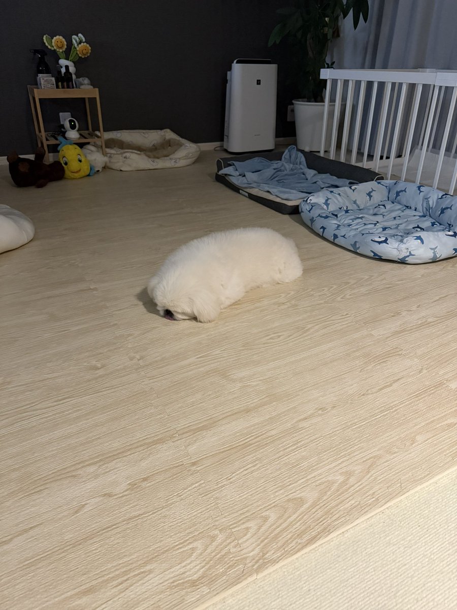 あざらし落ちてます