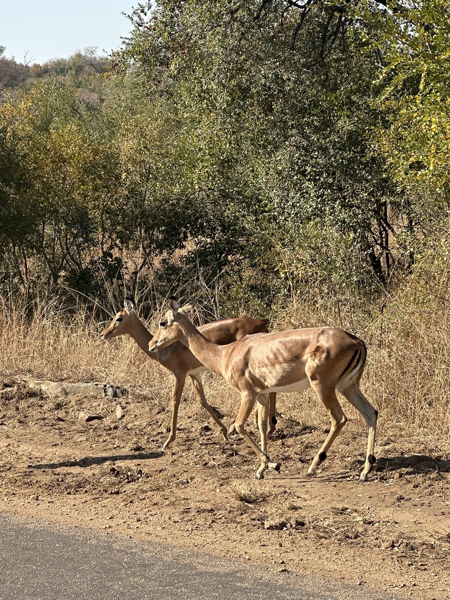 Kruger time is happy time <a href="/SANParks/">SANParks</a> <a href="/SANParksKNP/">Kruger National Park</a> 🦓🦒🐘🦓🦒🦓🐘