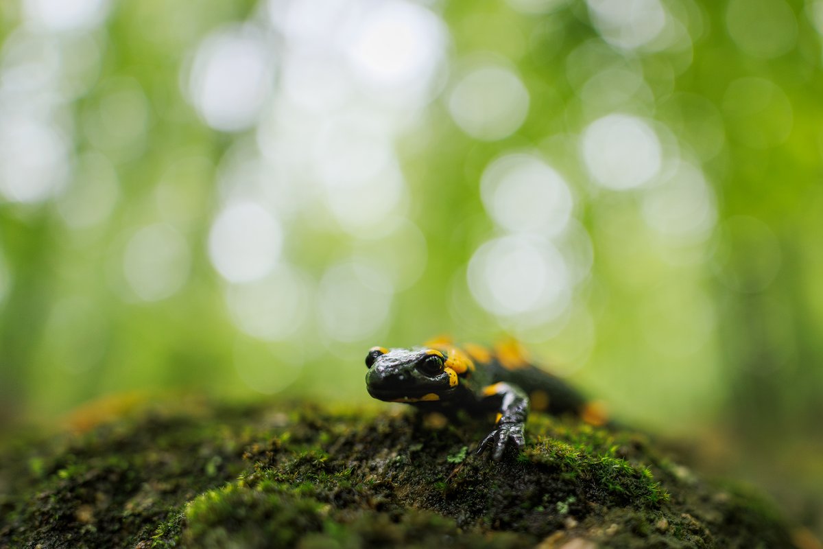 Fire salamander captured with the new <a href="/CanonUSA/">CanonUSA</a>  20mm F/1.4L VCM lens. 

All images taken at f/1.4.