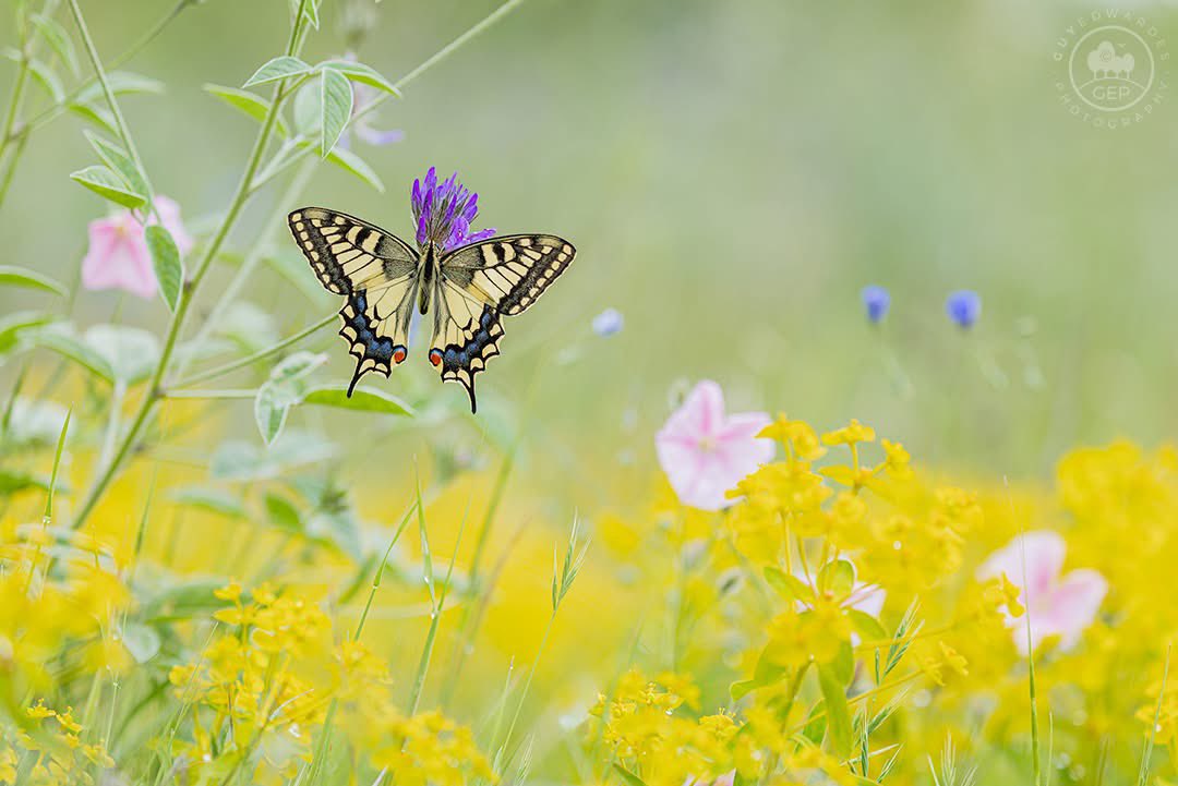 Guy Edwardes tweet media