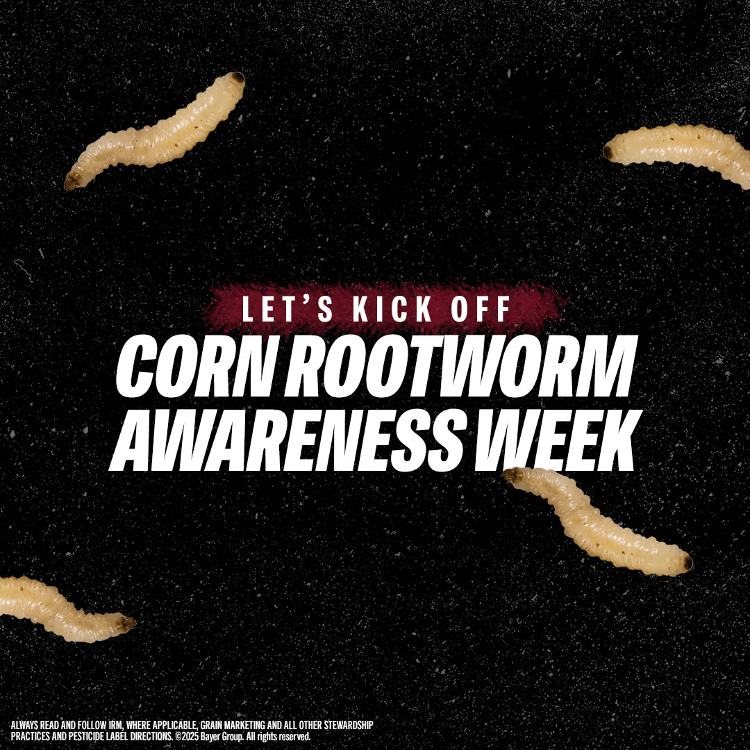 BayerTraits's tweet photo. Corn Rootworm Awareness Week is here! 📢 We’re sharing daily scouting tips, tools and resources to help you stay ahead of this pest all season long. https://t.co/LAjviGWmIQ #RootwormWatch https://t.co/88JRNZ30d5