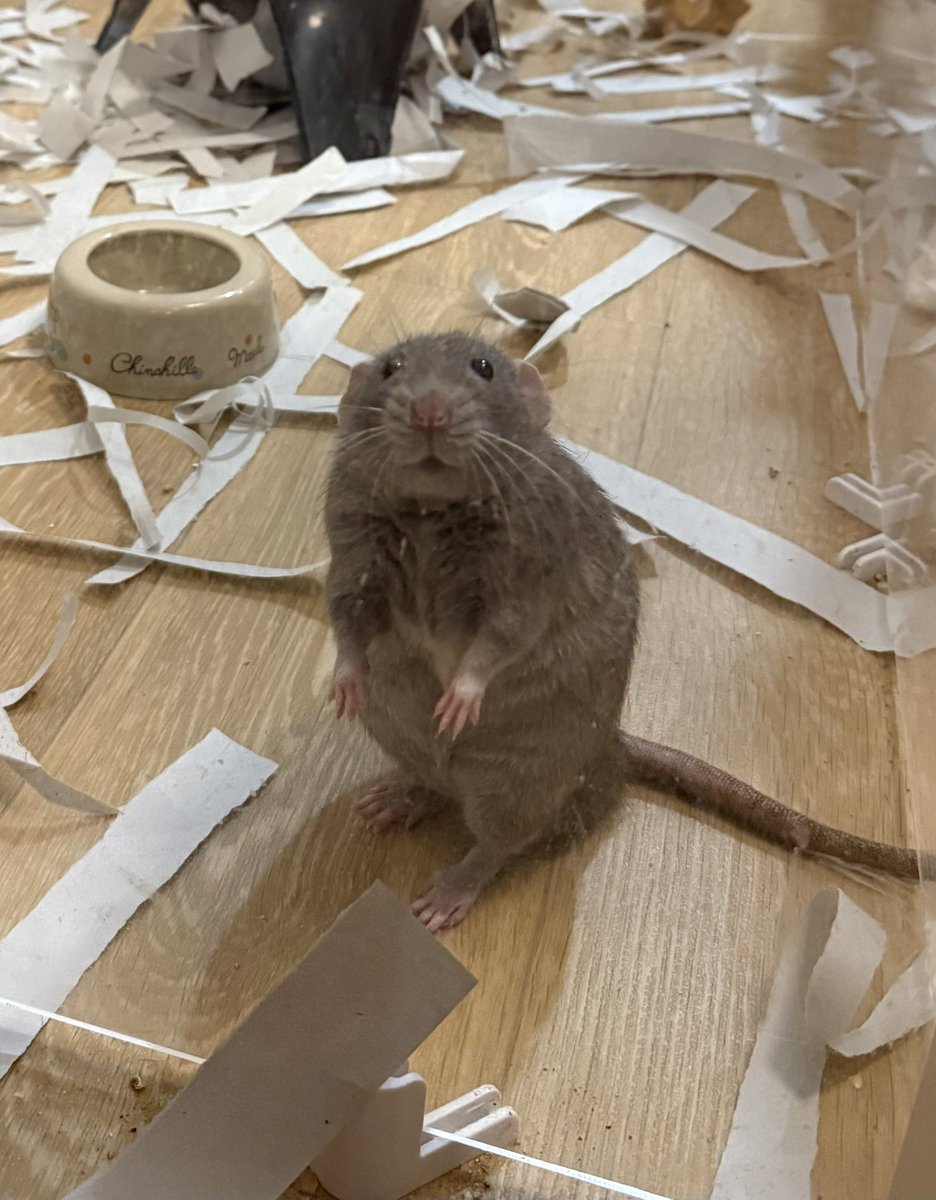 ドブネズミは飛ぶし２足で立つ