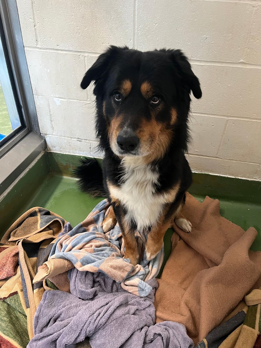 Animal Adoptions UK ๐โ๐ฆบ๐๐โค๏ธ (@adoptionsuk) on Twitter photo Please retweet to help Barney find a home #WOLVERHAMPTON #UK Available for adoption, registered British Charityโ
Details or apply below๐ birminghamdogshome.org.uk/dogs/barney-13โฆโฆ
Bernese Mountain Dog aged 3, looking for an adult home as the only pet. Hello, my name is Barney! I am a lovely, Please retweet to help Barney find a home #WOLVERHAMPTON #UK Available for adoption, registered British Charityโ
Details or apply below๐ birminghamdogshome.org.uk/dogs/barney-13โฆโฆ
Bernese Mountain Dog aged 3, looking for an adult home as the only pet. Hello, my name is Barney! I am a lovely,