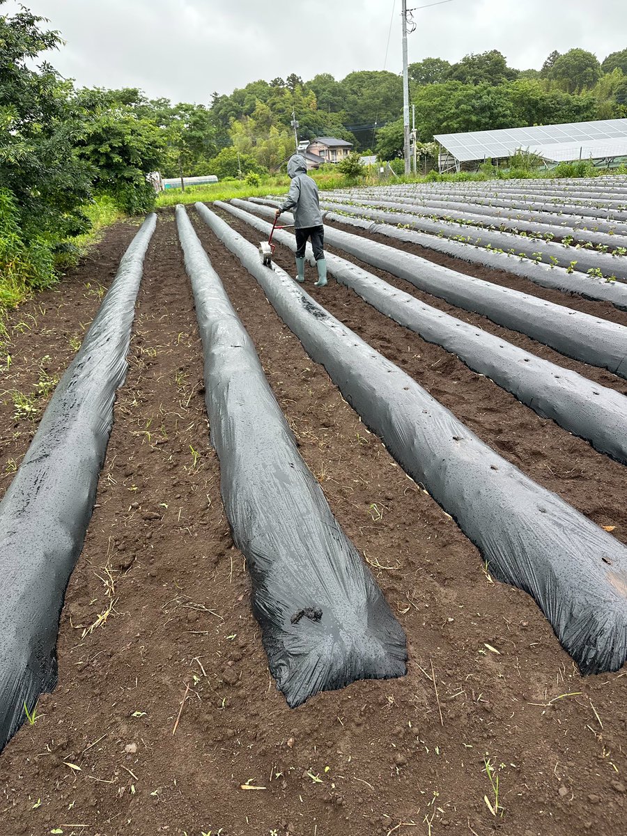 sweetpotatoesjp's tweet photo. 🌱【サツマイモ栽培部、始動！】🍠
さつまいもアンバサダー協会に、新たなグループ活動「サツマイモ栽培部」が誕生！
その初回メンバーによる苗の植え付けが無事に完了しました！ https://t.co/ha0Ib7KNFC