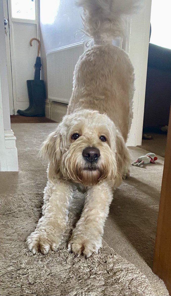 Hey there you guys. Downward dog is in dad house 😂. Sedate and snuggly Sunday at this end, after a busy couple of days. Hope you’re all having a wonderful weekend. Big Horace love 🐾🥰