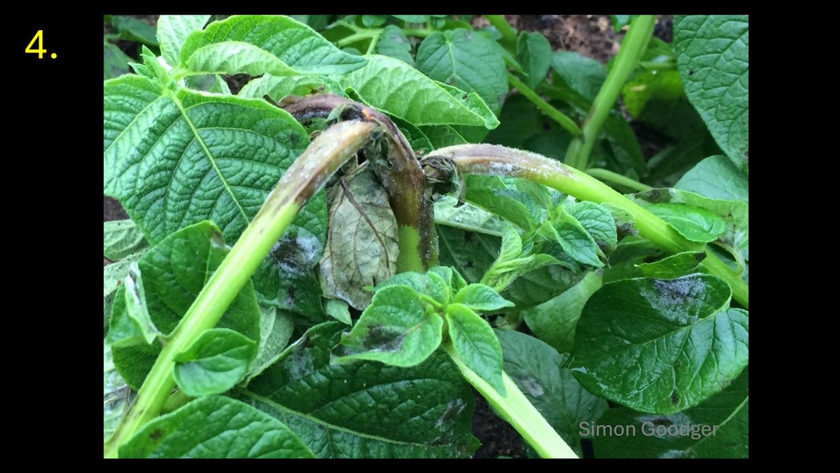 Simon Goodger (@goodgersimon) on Twitter photo Thanks to everyone taking part in the weekend ident. The answer is that all of the images show symptoms of Late Blight, including the tomato!
Congratulations to the 71.4%
<a href="/jsedgwick67/">John Sedgwick</a> <a href="/jwrooke/">Jon Rooke</a> <a href="/mrlancrop/">Jon Telfer</a> <a href="/angela_huckle/">Angela Huckle</a> <a href="/anthonybecvar/">AnthonyBecvar</a> <a href="/farminginfife/">Zander Hughes</a> <a href="/hankoblok/">Hanko Blok</a> <a href="/Agronomysilvers/">Alexander Silverwood</a> Thanks to everyone taking part in the weekend ident. The answer is that all of the images show symptoms of Late Blight, including the tomato!
Congratulations to the 71.4%
<a href="/jsedgwick67/">John Sedgwick</a> <a href="/jwrooke/">Jon Rooke</a> <a href="/mrlancrop/">Jon Telfer</a> <a href="/angela_huckle/">Angela Huckle</a> <a href="/anthonybecvar/">AnthonyBecvar</a> <a href="/farminginfife/">Zander Hughes</a> <a href="/hankoblok/">Hanko Blok</a> <a href="/Agronomysilvers/">Alexander Silverwood</a>
