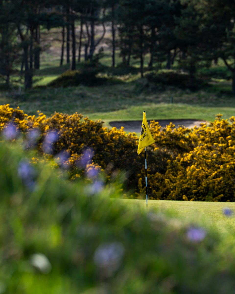 FormbyLadiesGC's tweet image. A colourful start to summer — and only a few months to go until the purple heather joins the show.