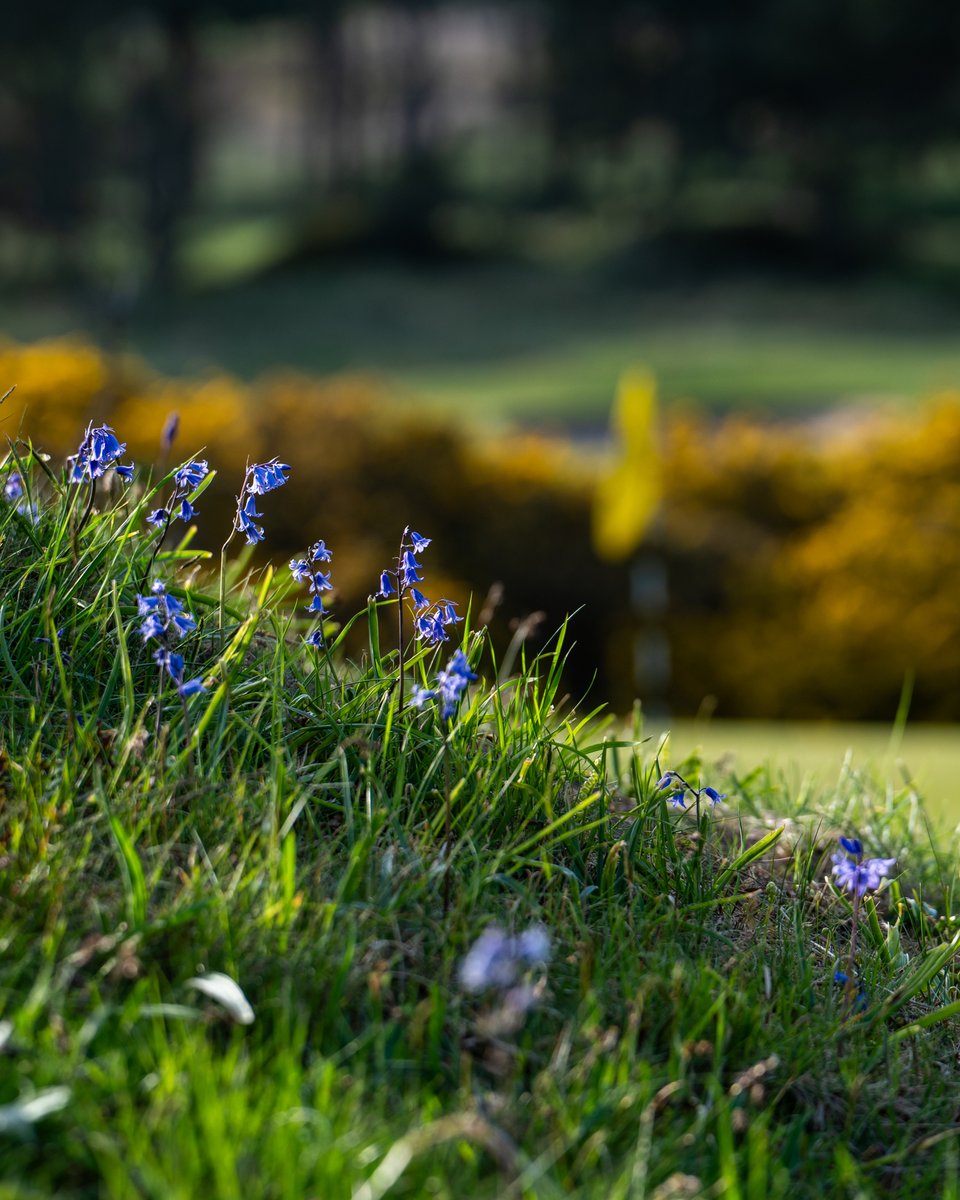 A colourful start to summer — and only a few months to go until the purple heather joins the show.