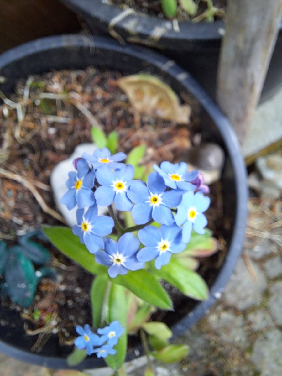 Forget-me-nots in macro setting 📱 #tinyflowers