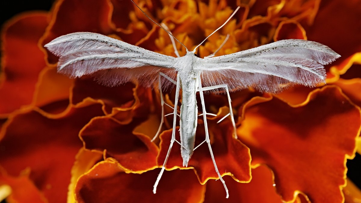 I decided to post a selection of beautiful throwbacks - #moths, #butterflies and other #insects from my #garden.
If you see my post, please repost / invite others to do so as to help my campaign here:
gofundme.com/f/help-radosla…
Let's spread the word about beautiful #wildlife around!