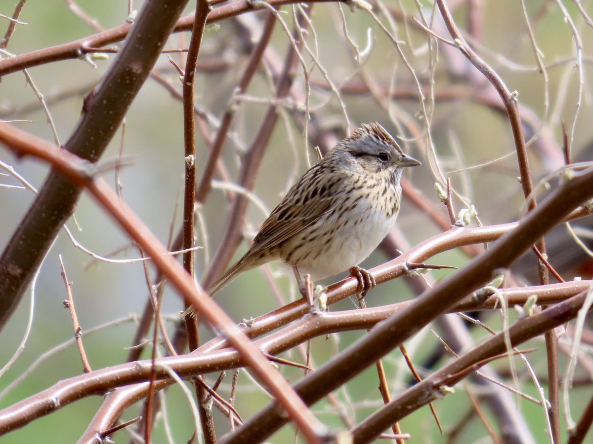 arrivedeh's tweet image. A song sparrow along Wascana Creek. 

#birdwatching #birding #SongSparrow #BirdsSeenIn2025 #birdphotography #wascana