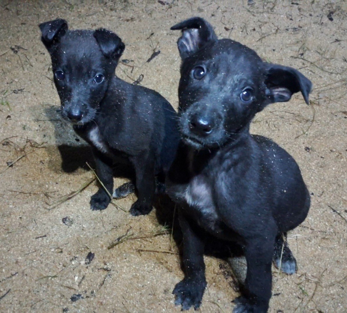 ¿Adoptarías a estos hermanitos? Son hembra y macho, de 2 meses, y están vacunados. Deberán crecer y vivir en los cerros, con todo el peligro que eso conlleva, si nadie les da una oportunidad. Si deseas salvar a estas dos vidas, comunícate al +56954452580. Favor RT!
#Concepción