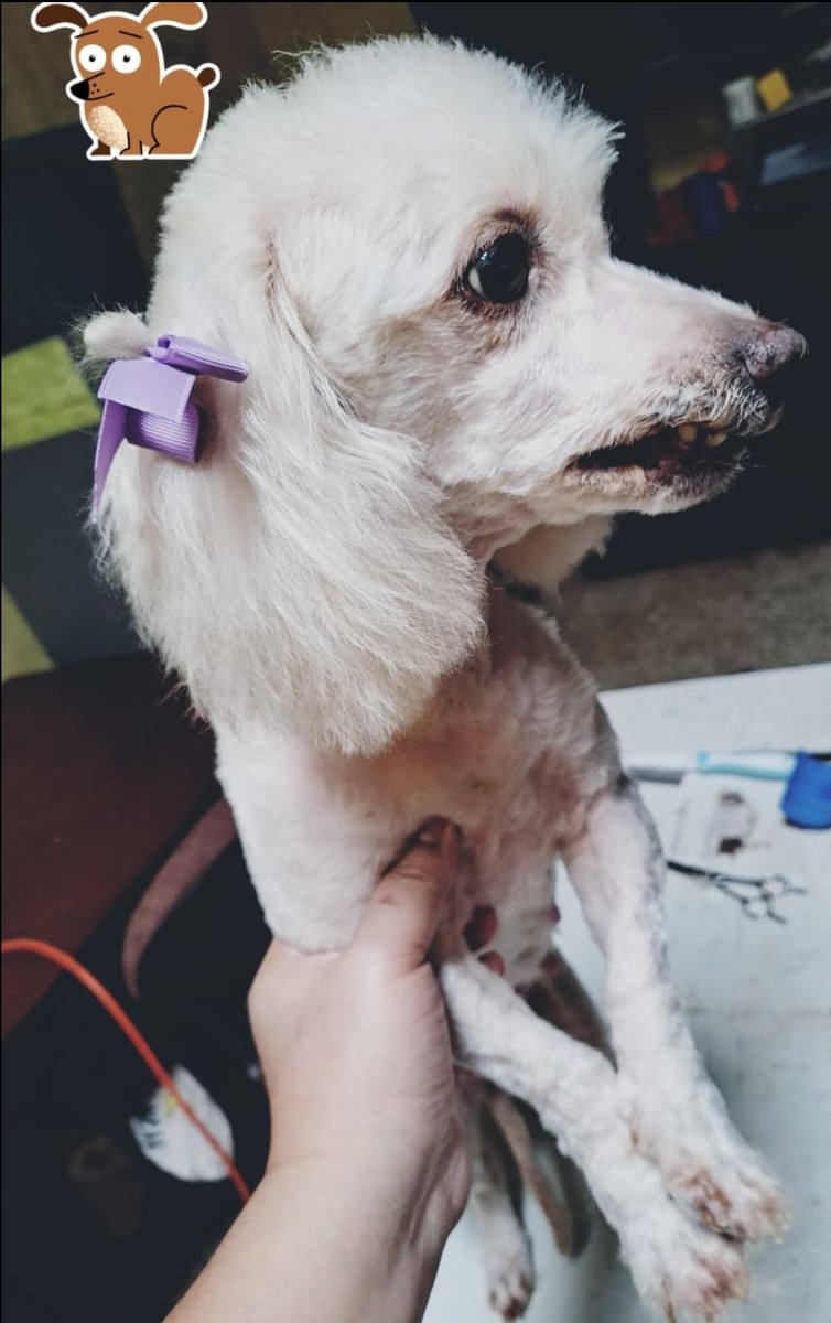 ErwinCordon's tweet photo. Hoy le tocó 🐶✂️ https://t.co/bX6hwXPuZo