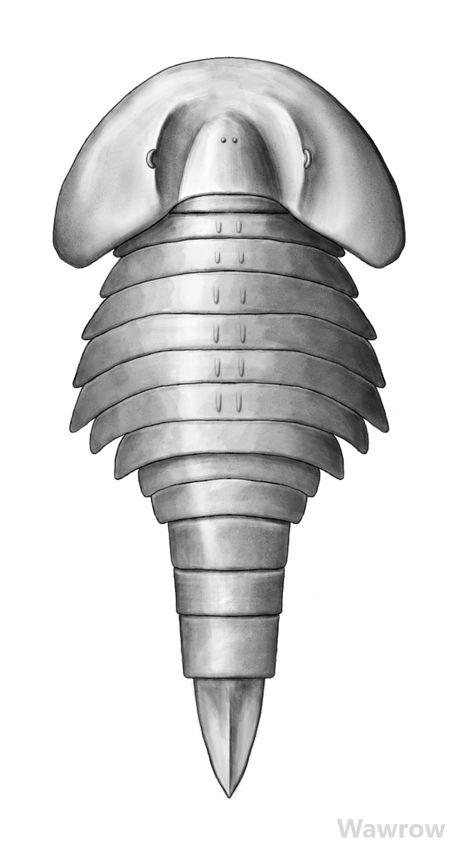 wwawwroww's tweet photo. Winneshiekia youngae, an Ordovician dekatriatan chelicerate. It shares traits with e.g., xiphosurans (such as the eye ridge) and chasmataspidids (13-segmented opisthosoma).
#chelicerata #dekatriata #paleoart #paleontology #art #ordovician #arthropod #Winneshiekia #Winneshiek https://t.co/Z9RfmSbK1o