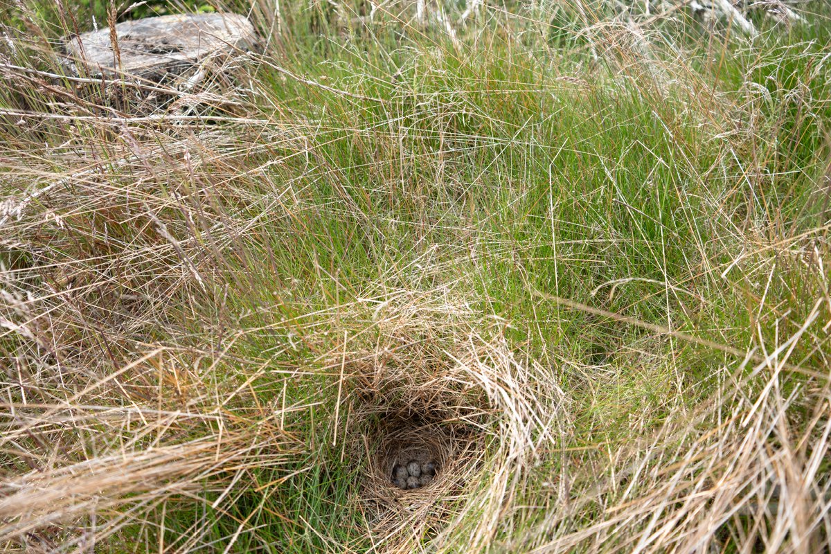 A stunning Tree Pipit nest within a grass tussock, found yesterday with <a href="/BirderSouth/">South Shields Birder North East Breeding Birds</a>.