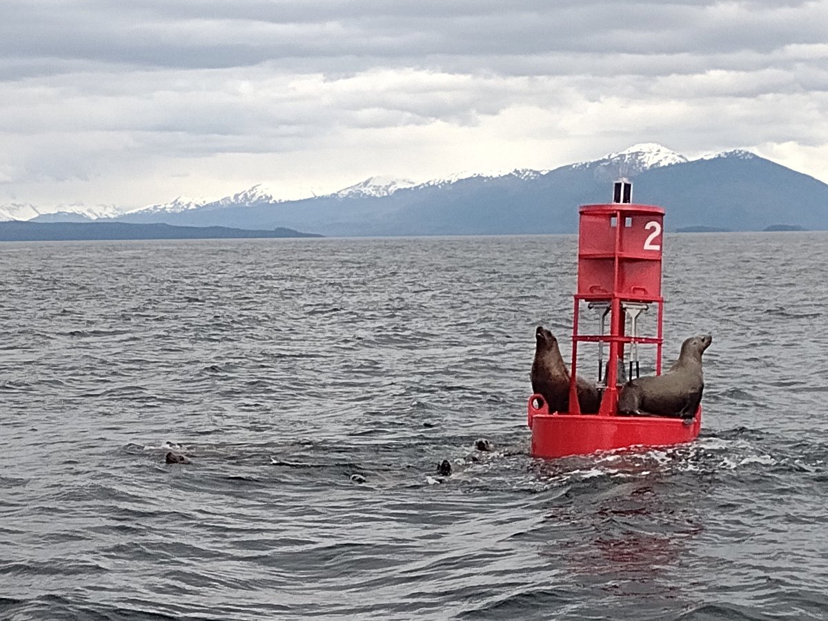 Healthy_Holiday's tweet image. Get up close to #Hubbard Glacier and barking sea lions on a #cruise excursion with #Oceania around #Alaska