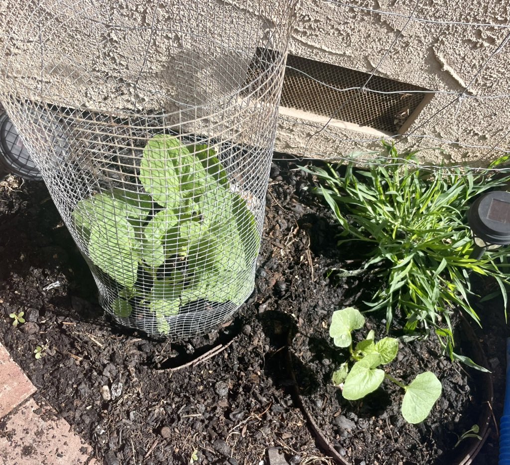 V’s Garden tweet media