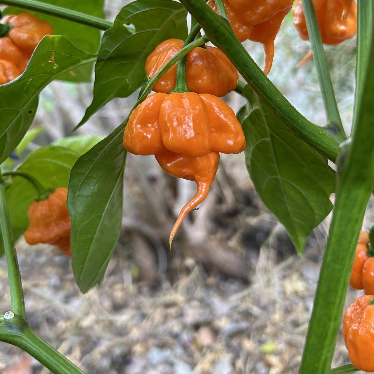 With an estimated Scoville rating of 1,200,000 to 1,600,000 SHU, the Orange Copperhead rivals some of the hottest peppers in the world. Beyond its intense burn, this pepper offers a surprisingly complex flavor profile.

#ParadiseAndALittleSpice