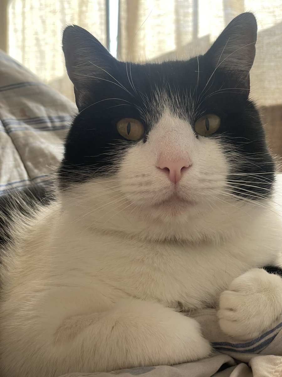 imaginate que abrís los ojos y esto es lo primero que ves: un gato gordo que te juzga