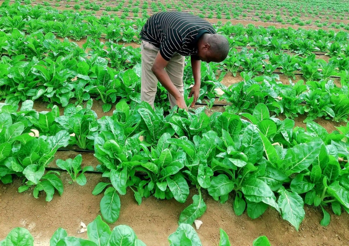 Feeding Markets, Feeding Somalia🇸🇴🍆🥕

Our production supports vendors, restaurants, and households. We’re committed to national food security one greenhouse at a time.