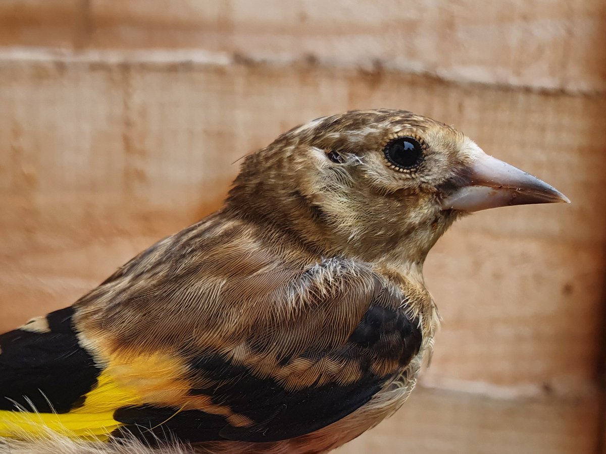 Kevin Clements (@kevin_clements) on Twitter photo It's great to see juvenile Goldfinch (photo), Greenfinch, House Sparrow & Blue Tit visiting the garden #30DaysWild <a href="/WildlifeTrusts/">The Wildlife Trusts</a> It's great to see juvenile Goldfinch (photo), Greenfinch, House Sparrow & Blue Tit visiting the garden #30DaysWild <a href="/WildlifeTrusts/">The Wildlife Trusts</a>