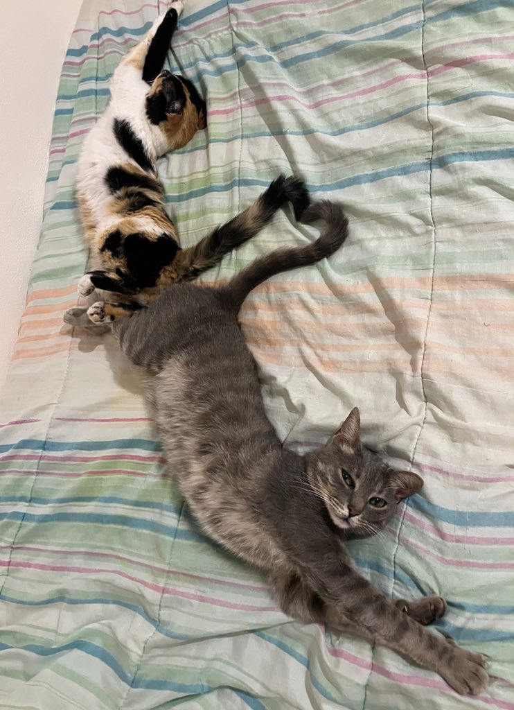 Şans kedileri beğenirsen Haziran da gercek aski bulacaksin..