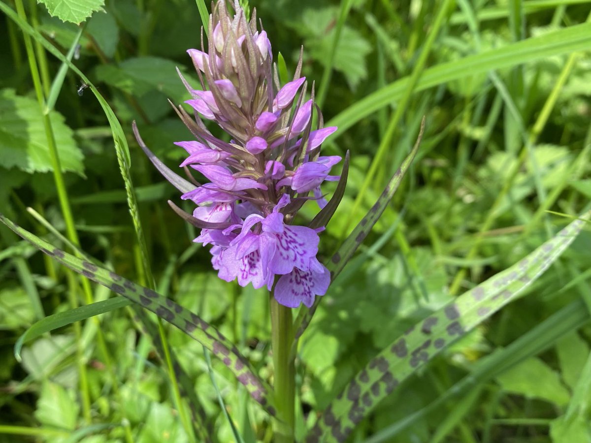 Early purple orchid (Orchis mascula) in long grass near the Fonthill Brook, Tisbury ⁦<a href="/BSBIbotany/">BSBI: Botanical Society of Britain & Ireland</a>⁩ ⁦<a href="/wildflower_hour/">wildflowerhour</a>⁩ #orchidchallenge #wildflowerhour #wildorchids #wildflowers #wiltshire #earlypurpleorchid