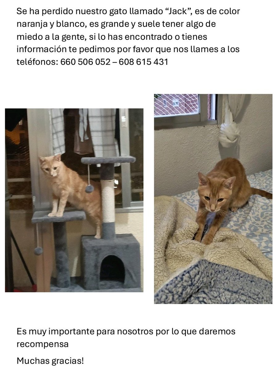 maryimj37's tweet photo. Colaboración vecinos de Alcobendas, zona colegio de Valdepalitos, por favor pido de su colaboración por si ven al siguiente gatito perdido, por favor si lo ven llamen a los siguientes números: 660506052 - 608615431

Muchas gracias
#alcobendas https://t.co/Fvgesmg8wd