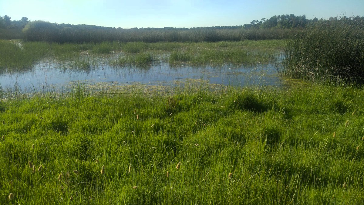 Humedales, lagunillas  #senderos #rutas #naturaleza #paisaje #hacerfotos