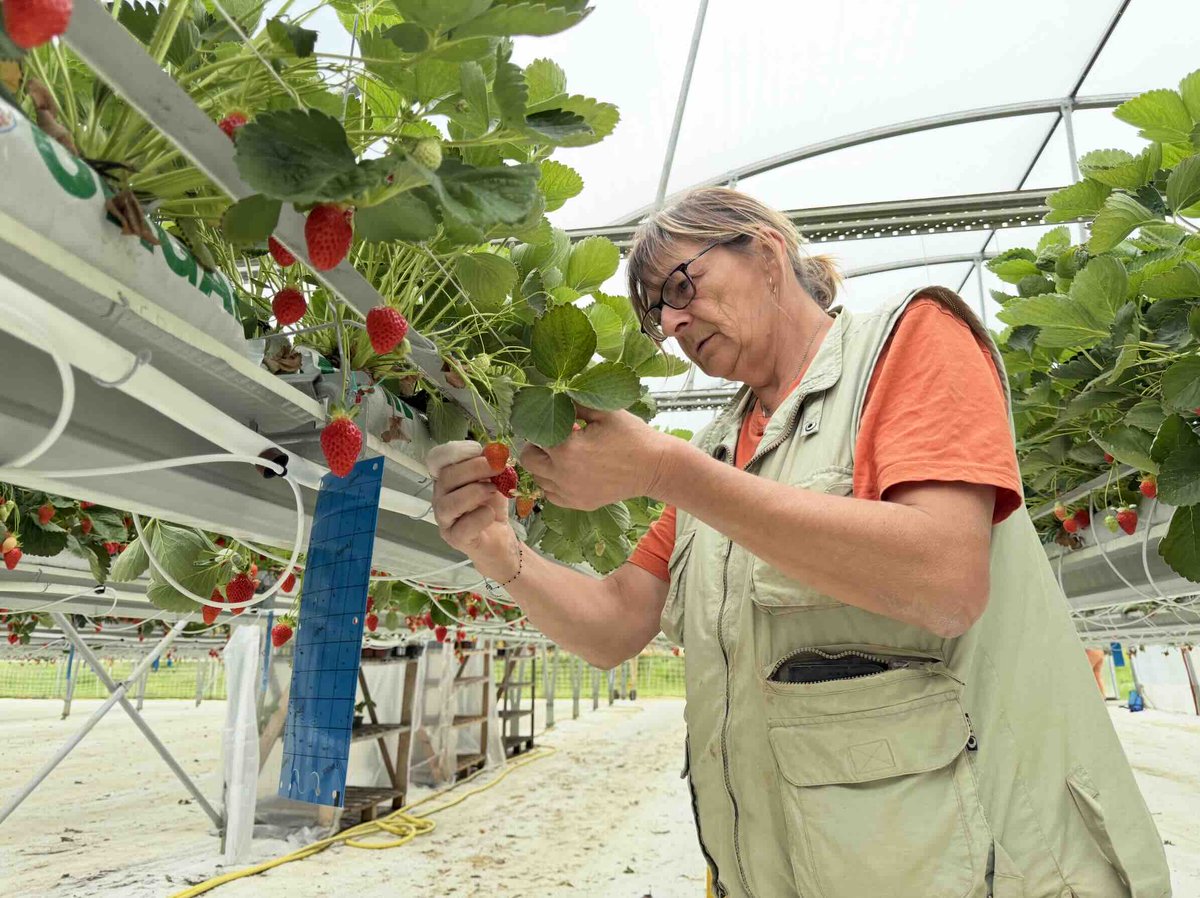 PARSADA : 5 nouveaux plans d’actions pour déjouer les impasses phytosanitaires. Ils portent à 20 le nombre de projets de recherche destinés à anticiper les retraits de substances et à trouver des alternatives, dans neuf filières distinctes.
➡️urls.fr/A1TP8v
#Parsada