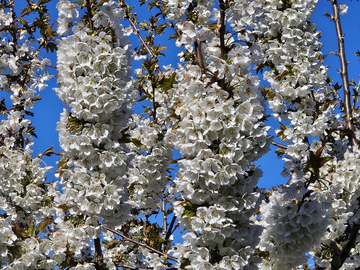 <a href="/lisahsmithlhs/">lisahsmithlhs</a> My cherry blossoms last month