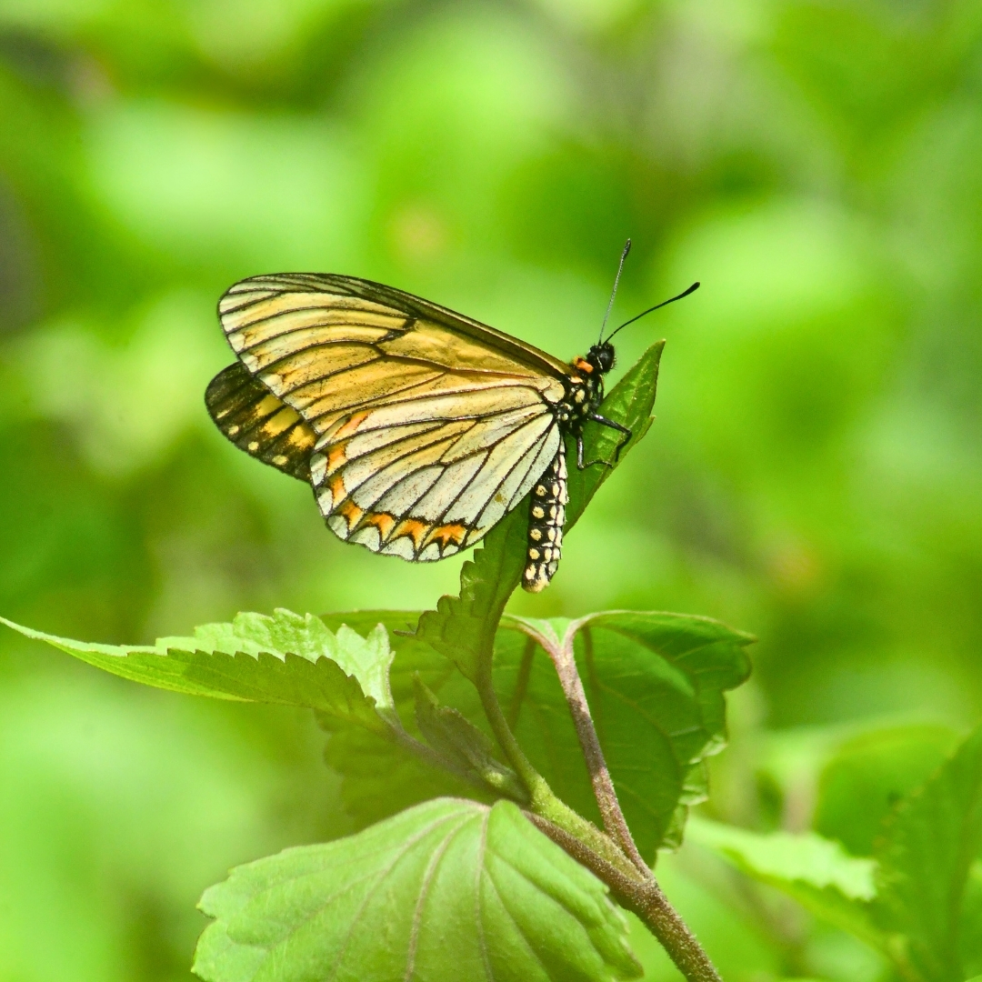 BWN_Nepal's tweet photo. June 1, 2025
Gundu, Bhaktapur
1. Yellow Coster 𝘈𝘤𝘳𝘢𝘦𝘪𝘯𝘪 𝘪𝘴𝘴𝘰𝘳𝘪𝘢
2. Chocolate Pansy 𝘑𝘶𝘯𝘰𝘱𝘯𝘪𝘢 𝘪𝘱𝘩𝘪𝘵𝘢 (circle frame: ssp. 𝘑. 𝘴𝘪𝘤𝘤𝘢𝘵𝘢)
3. Commodore 𝘈𝘶𝘻𝘢𝘬𝘪𝘢 𝘥𝘢𝘯𝘢𝘷𝘢
4. Great Nawab 𝘗𝘰𝘭𝘺𝘶𝘳𝘢 𝘦𝘶𝘥𝘢𝘮𝘪𝘱𝘱𝘶𝘴 https://t.co/CoEKS8C4Iy