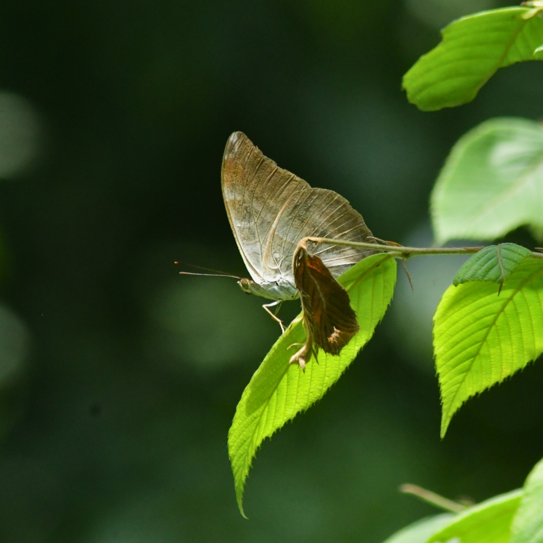 BWN_Nepal's tweet photo. June 1, 2025
Gundu, Bhaktapur
1. Yellow Coster 𝘈𝘤𝘳𝘢𝘦𝘪𝘯𝘪 𝘪𝘴𝘴𝘰𝘳𝘪𝘢
2. Chocolate Pansy 𝘑𝘶𝘯𝘰𝘱𝘯𝘪𝘢 𝘪𝘱𝘩𝘪𝘵𝘢 (circle frame: ssp. 𝘑. 𝘴𝘪𝘤𝘤𝘢𝘵𝘢)
3. Commodore 𝘈𝘶𝘻𝘢𝘬𝘪𝘢 𝘥𝘢𝘯𝘢𝘷𝘢
4. Great Nawab 𝘗𝘰𝘭𝘺𝘶𝘳𝘢 𝘦𝘶𝘥𝘢𝘮𝘪𝘱𝘱𝘶𝘴 https://t.co/CoEKS8C4Iy