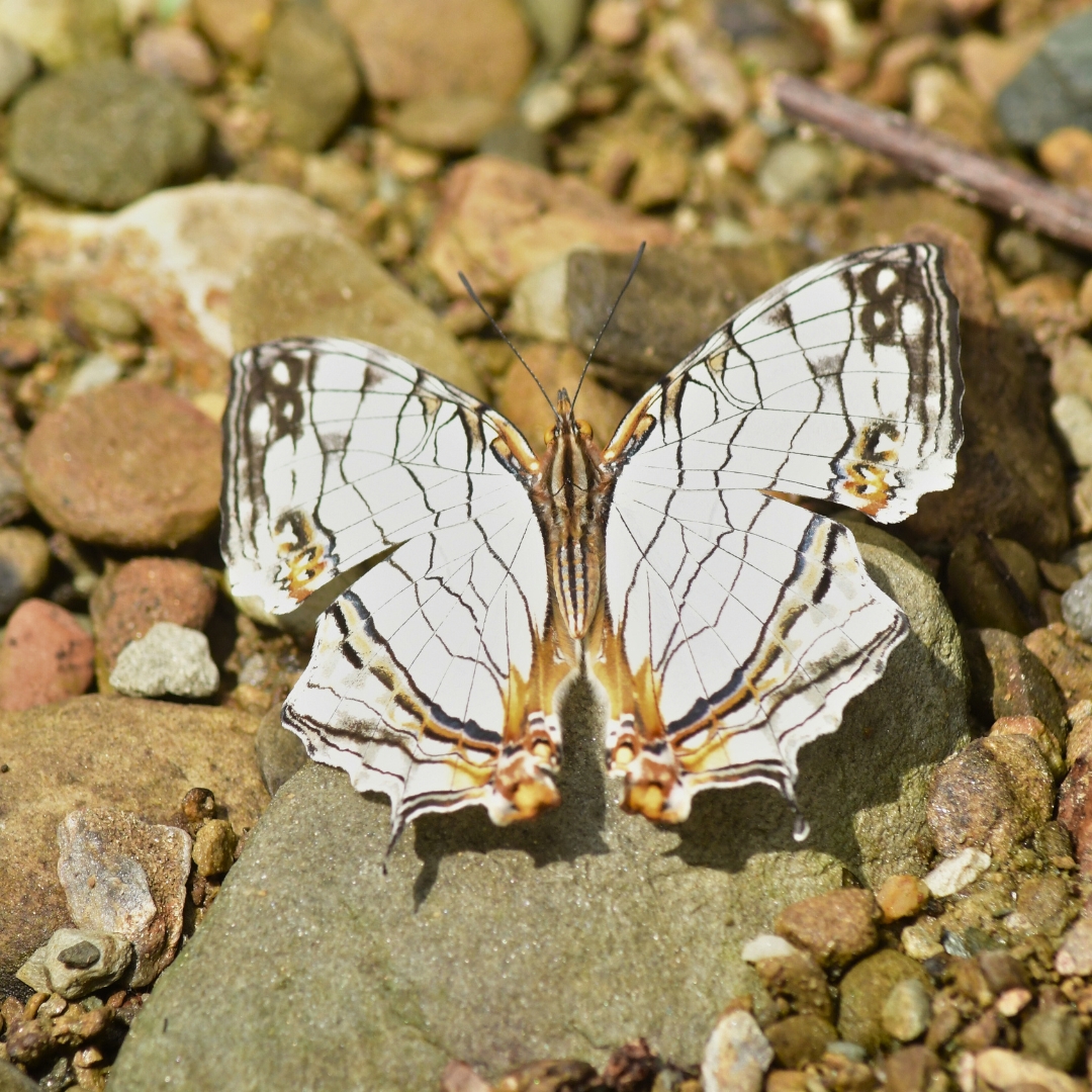 BWN_Nepal's tweet photo. June 1, 2025
Gundu chaur, Bhaktapur

9. Orange Oakleaf 𝘒𝘢𝘭𝘭𝘪𝘮𝘢 𝘪𝘯𝘢𝘤𝘩𝘶𝘴
10. Common Map 𝘊𝘺𝘳𝘦𝘴𝘵𝘪𝘴 𝘵𝘩𝘺𝘰𝘥𝘢𝘮𝘢𝘴
11. Common Hedge Blue 𝘈𝘤𝘺𝘵𝘰𝘭𝘦𝘱𝘪𝘴 𝘱𝘶𝘴𝘱𝘢
12. Plain Sailer 𝘕𝘦𝘱𝘵𝘪𝘴 𝘤𝘢𝘳𝘵𝘪𝘤𝘢 https://t.co/8G3fRwyegP