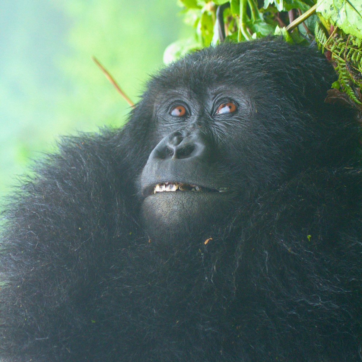 SavingGorillas's tweet photo. Meet Tabaro! 🦍 

She's an 11-year-old female from the Musilikale group. In these photos, see a sweet moment during her rest time. 💛 

📸 Gabriel Nyirijuru https://t.co/Lo9Y9wOYLG