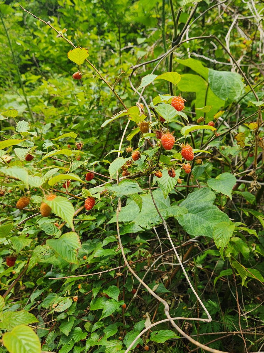 출장햄들다
보리수와 장딸기로 이겨내기