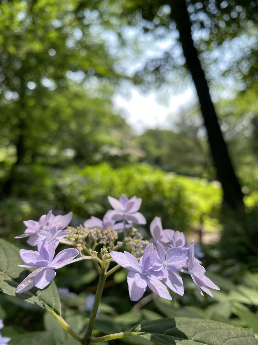 慌ただしい日々

時に立ち止まり

この素敵な季節を感じ

またゆっくりと歩き始める

ひと時の小さな幸せに感謝して…

Wishing you a beautiful and dazzling June

6月も安全と健康第一で

どうぞ宜しくお願いします

木漏れ日が作る素敵な景色

可愛らしい紫陽花さんを添えて🤗

Hydrangea serrata