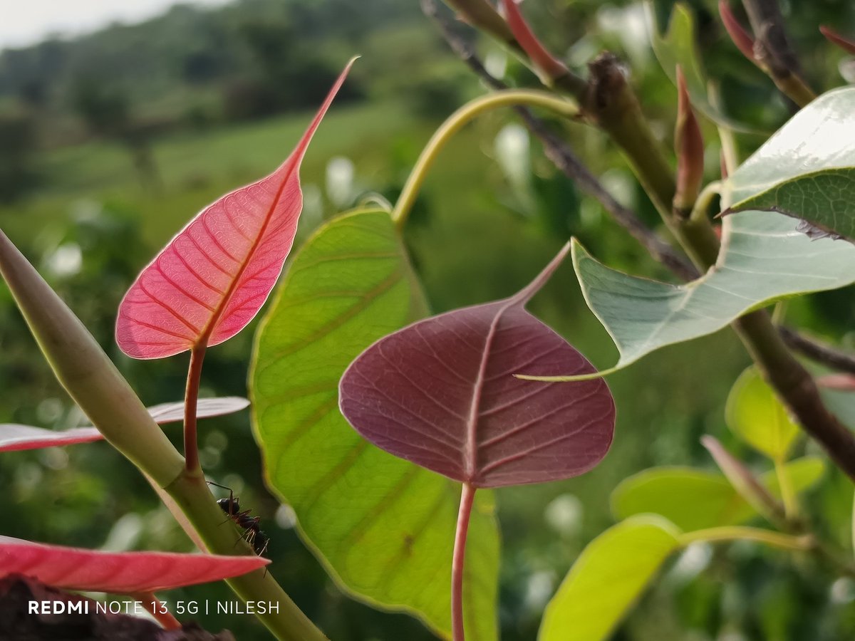 Something pink 🌸

#पल्लव 
#leaves