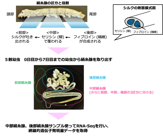 広大理 生物科学・院統合生命 ゲノム情報科学 / ゲノム編集イノベーションセンター バイオDX研究室 (@bonohulab) on Twitter photo 250530 農研機構 生物機能利用研究部門との共同研究論文(DOI: 10.1038/s41597-024-03560-1)が「カイコのシルク生産を担う絹糸腺における全遺伝子の発現量を解析、データを公開-カイコの産業利用拡大に貢献-」と題して農研機構、DBCLS、広大で共同プレスリリース hiroshima-u.ac.jp/news/90627 #bonohulab 250530 農研機構 生物機能利用研究部門との共同研究論文(DOI: 10.1038/s41597-024-03560-1)が「カイコのシルク生産を担う絹糸腺における全遺伝子の発現量を解析、データを公開-カイコの産業利用拡大に貢献-」と題して農研機構、DBCLS、広大で共同プレスリリース hiroshima-u.ac.jp/news/90627 #bonohulab