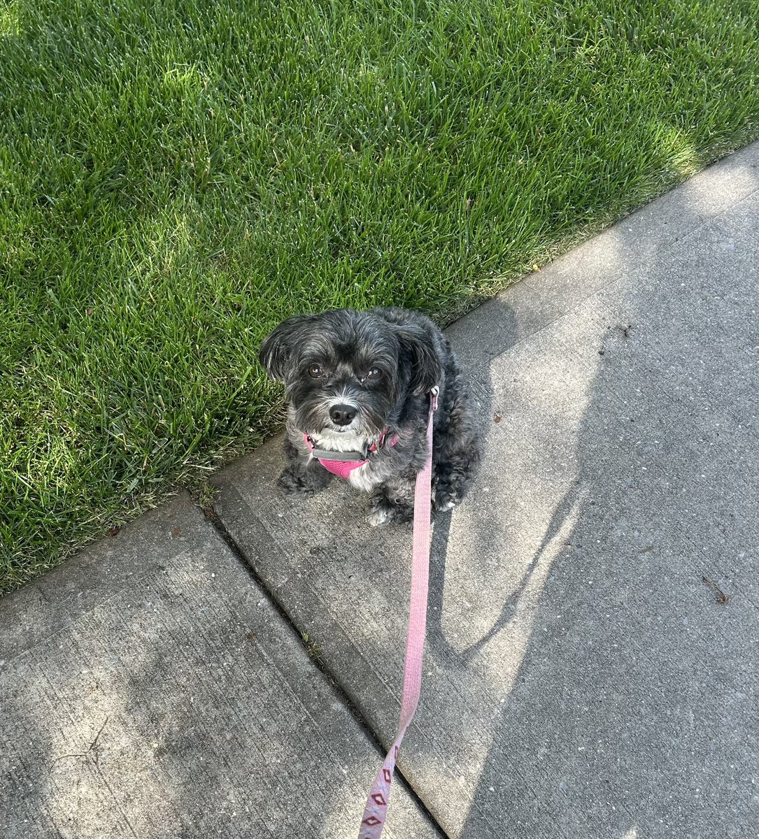 Big world. Smol girl. 🌎🎀
#dogsofX #Xdogs #sundayvibes #SundayFunday