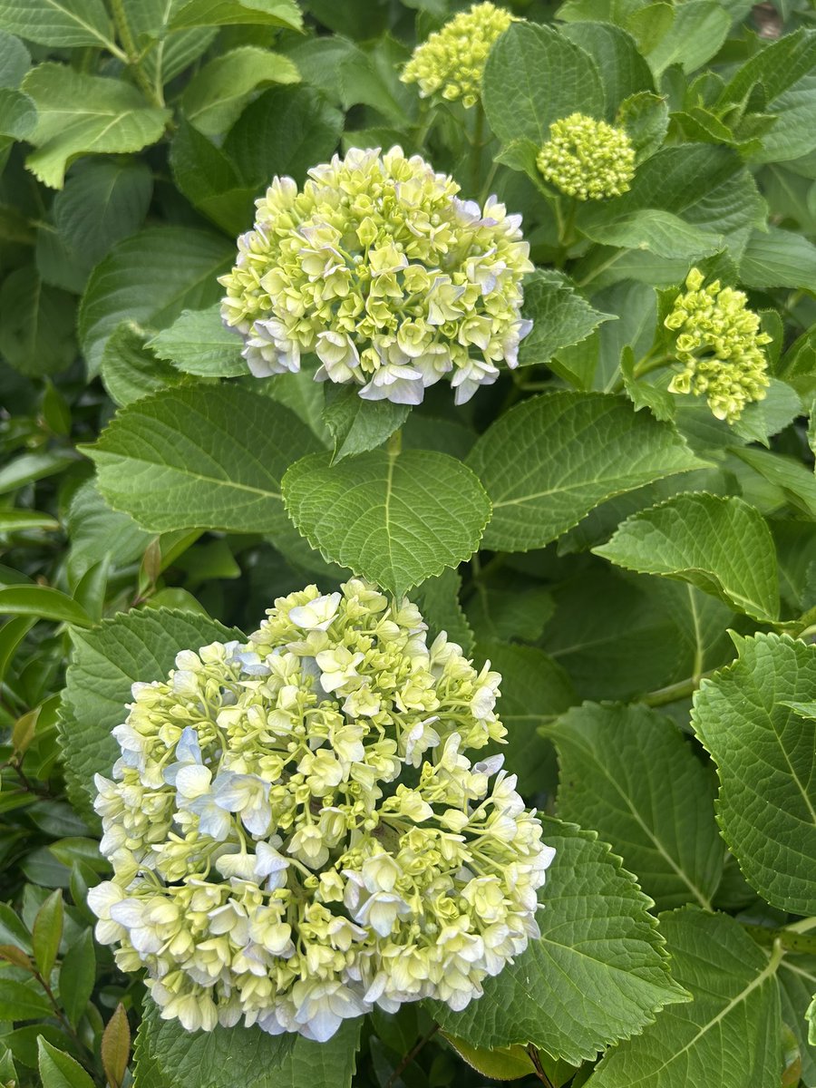 ビーチ・シングス・ポーチ | Anya Hindmarch JP 漫才興行2025 紫陽花