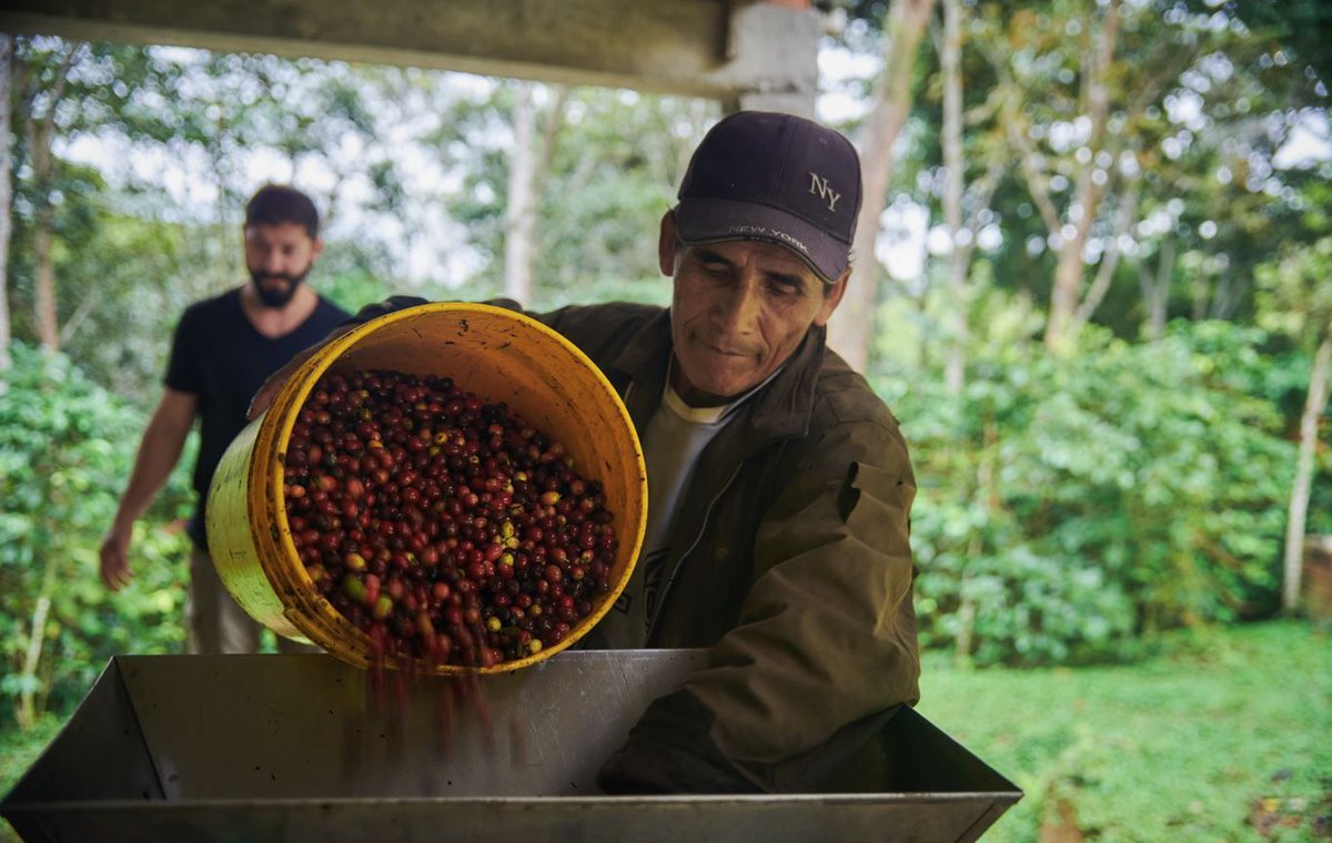 Our decade of work in Bolivia didn't start with coffee. It started with wildlife conservation and agroforestry, and a way out of a bad situation. Learn more from our latest blog post!

cafekreyol.com/blog/bolivia-t… 

#coffeeispeople #coffeeisscience #boliviancoffee